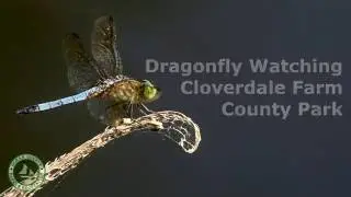 Dragonflies of Cloverdale Farm County Park