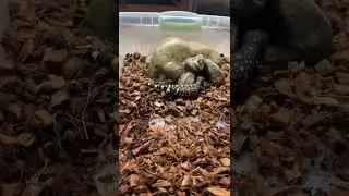 Heloderma exasperstum #reptile #beadedlizard #pets #shorts #venomous #lizard #lizards #heloderma