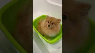 Я пахну как шашлычок🍖 #pets #groomingtime