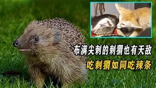 刺猬的防御力这么高，还会有天敌吗？这几种动物吃刺猬如同吃辣条