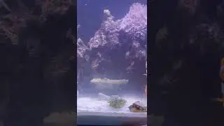Can You Help Us Name Our New Tiger Watchman Goby!?