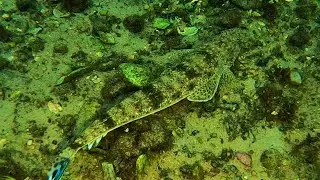 Snorkelling Korogoro Creek, Hat Head NSW