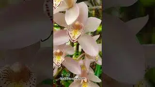 Beautiful cymbidium orchid flowers #cymbidium  flowers ❤️