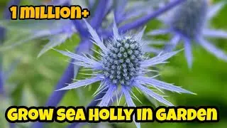 Grow Sea Holly In Garden | flowers gardening |plants sea Holly | gardening House Guru