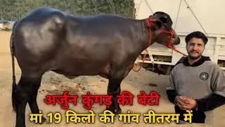 तीतरम गांव में अर्जुन कुंगड़ की Five ✨झोटी 