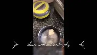 !!! what to do if your dog is not drinking water best trick ever used !!!!!!!