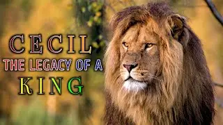 CECIL LION: the legacy of a true King/ दो शेरों को एक साथ हराने वाले KING CECIL की कहानी ?#lionstory