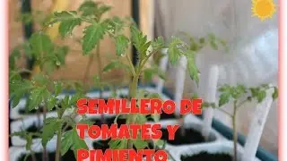 Semillero de tomates y pimientos / la terraza huerto de Esteban
