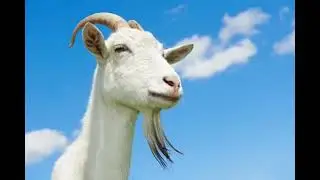 Goat sound effect