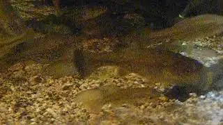 Chapalichthys pardalis,1