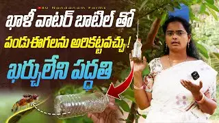 Organic Fruit Fly Trap Using Waste Water Bottle | పండుఈగల నివారణ పద్ధతలు | Farmer Sunanda #fruitfly