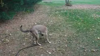 Annie on an outdoor search test.