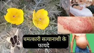 सत्यानाशी के फायदे // satyanashi ka paudha