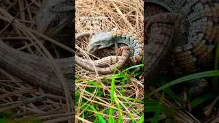 Southern alligator lizard Reptile mating