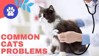 Common Cats Problems - Cute Chubby Paws Educational Unit for Social works Pets Video #33
