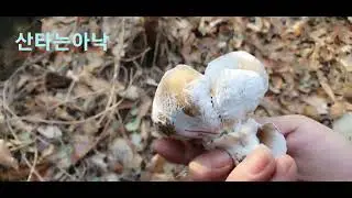 2026년 새해 첫 산행!!!산타는 아낙의 하루 !! 자연산 상황버섯과 느타리가 있던 산속!!^___^