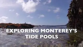 Exploring Monterey's Tide Pools