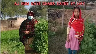 Hmary gao ki sadi zindagi 🌿