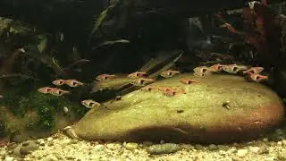 Keilfleckb&auml;rbling, Trigonostigma heteromorpha