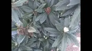 Loquat Trees Transitioning From Flower, To Fruit, To New Cover Growth....