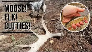 Shed Hunting and Fly Fishing For The PUREST Cutthroat Trout