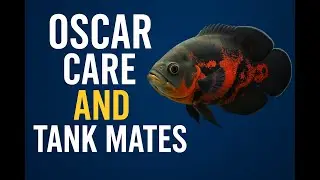 Oscar fish care guide and tank mates | Blessings Aquarium Pune