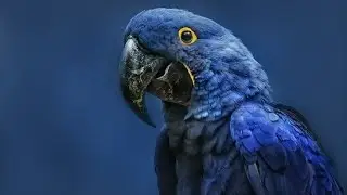 The Majestic Hyacinth Macaw : Uncovering the Secrets of the Largest Parrot | Hyacinth Macaw