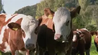 bio viehtag