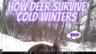 How Deer Survive in Winter