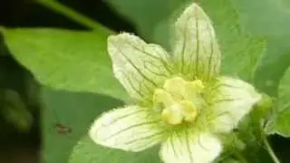 Bryonia dioica - Bryony flowers - Bryon&iacute;a - Poisonous Plants - Eiturjurt -  Klifurjurt
