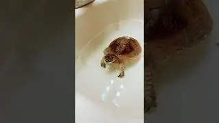 Warrior my dads turtle hit p diddy
