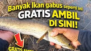 ✅️CARA CEPAT MENDAPATKAN IKAN GABUS DENGAN UMPAN ANAK KATAK‼️