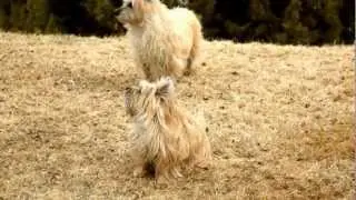 Spoiled Cairn Terriers