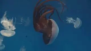 What Happens When Jellyfish Attack?