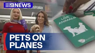 Virgin Australia is welcoming furry friends on board for a plane trip | 9 News Australia