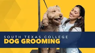 Dog Grooming at South Texas College