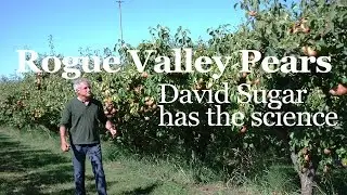 Rogue Valley Pears: David Sugar Has the Science
