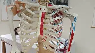 #humanbody #skeleton 