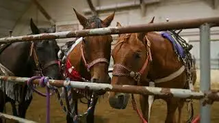 Wainwright Equine Society - Town of Wainwright