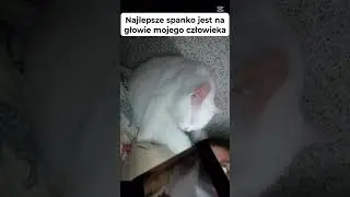 Najlepsze spanie jest na głowie mojego poddanego #cutecat #gato #sleeping #whitecat #cat #funnycats
