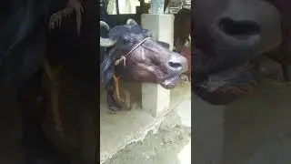 big buffalo #village #baffalo #sound #animals #shorts #shortvideo #animalsounds
