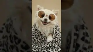 dog video in dance too geas 🥺 subscribe