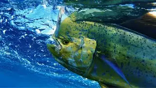 The Largest Mahi Mahi of the Season?  Solo FAD's Run