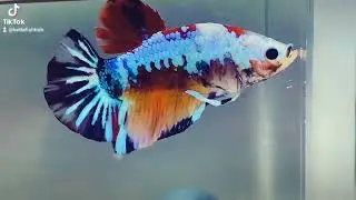 Fancy Plaket betta fish #bettafish #bettafish #fighterfish #bettakoi #crowntailbetta #fancybetta