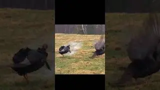 Невероятная охота: два индюка одним выстрелом #shorts #shortsviral #shortsfeed #turkey #hunting