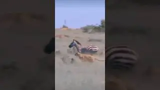 Zebras are a species of wild horse that can be found in Africa #shorts #viral #trending