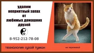 Удаление неприятных запахов. Как удалить кошачий запах в  2018 год
