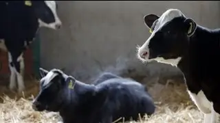 Highly toxic substance found in animal feed in Germany