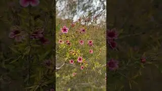 Manuka flowers. #manuka #flowers