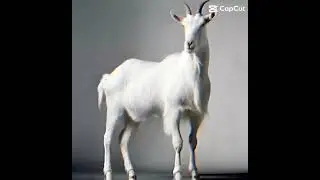 oh my goat